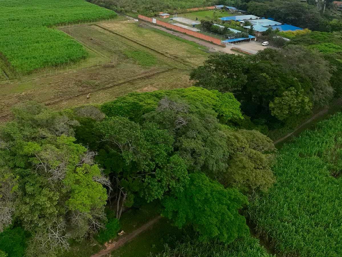 Árboles y zona verde de Arboleda de Belén
