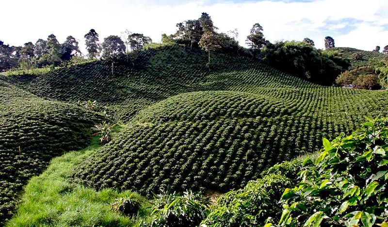 Huerta