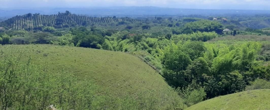 Bosques nativos