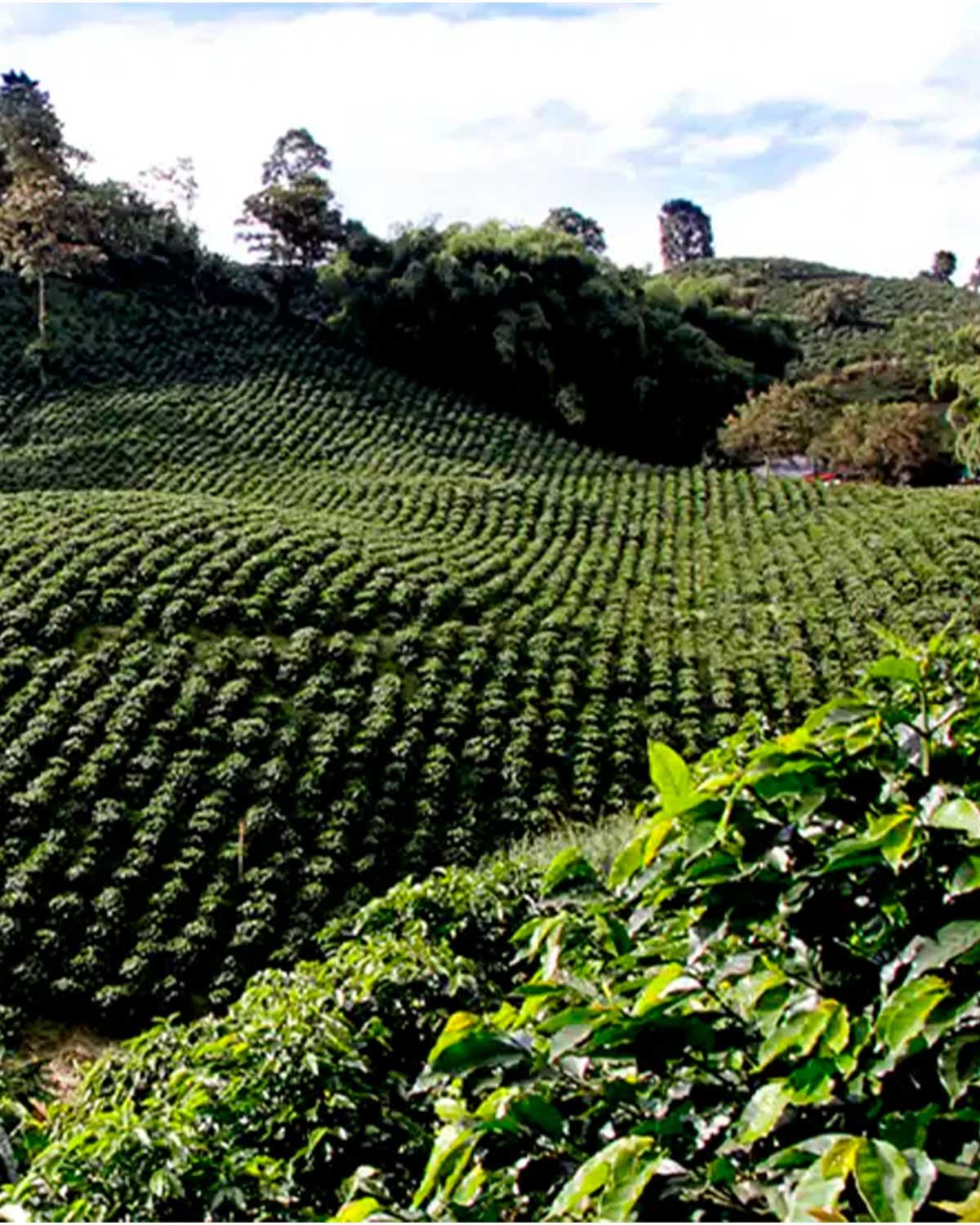 Huerta y jardín